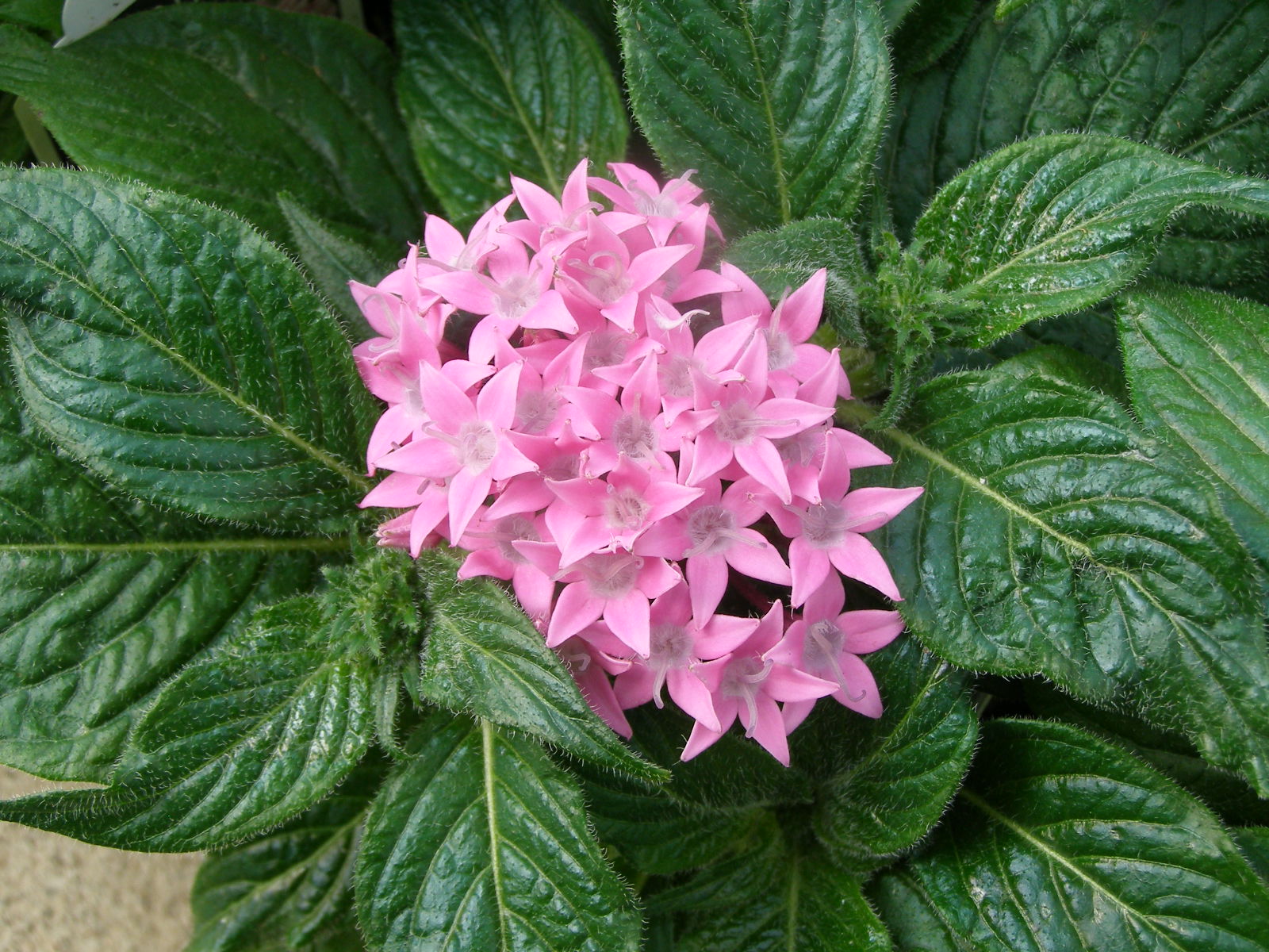 These colorful plants take the heat